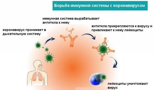 борьба иммунной системы с коронавирусом