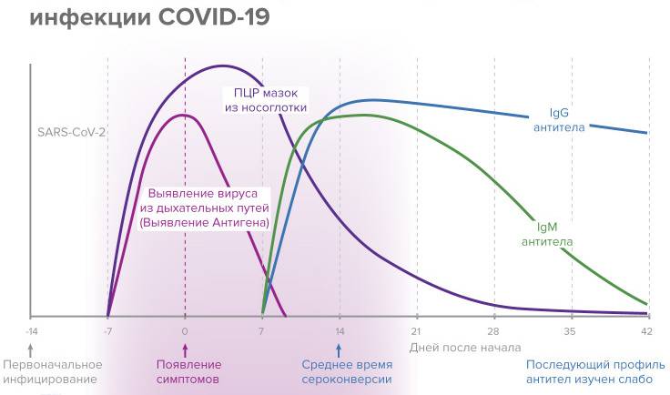 Максимальное количество антител к коронавирусу