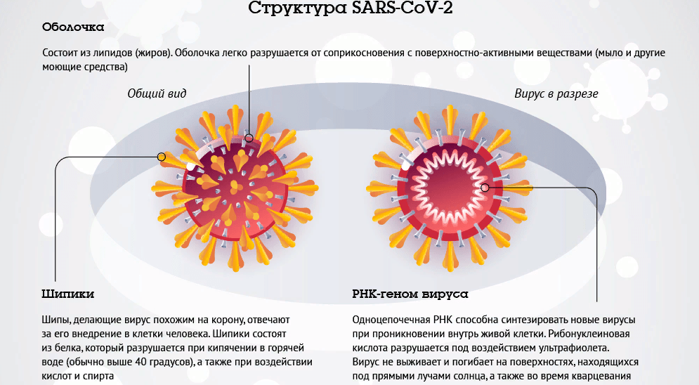 структура коронавируса 