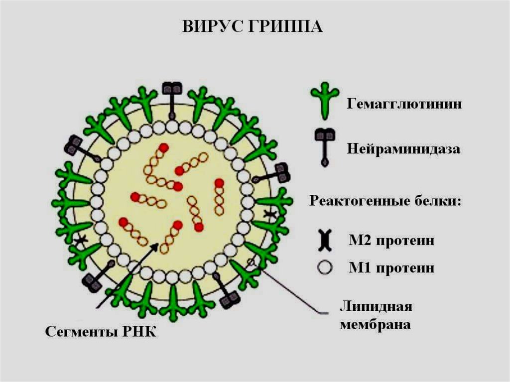 схема структуры вируса группа